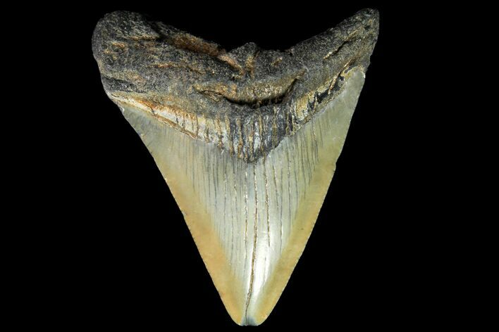 Juvenile Megalodon Tooth - Georgia #115632